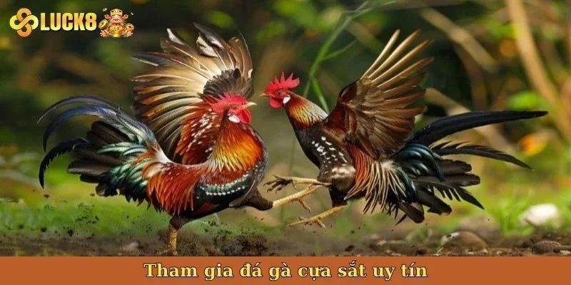 tham-gia-da-ga-cua-sat-uy-tin